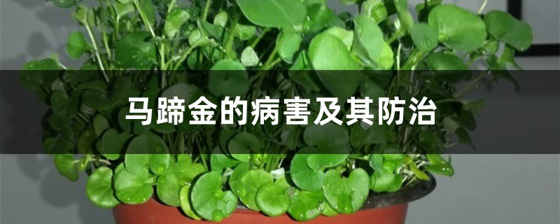 马蹄金的病害及其防治 马蹄金的病害及其防治