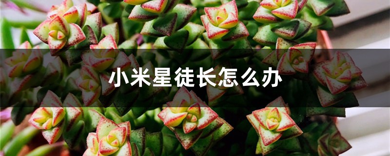 小米星徒长怎么办 小米星徒长怎么办