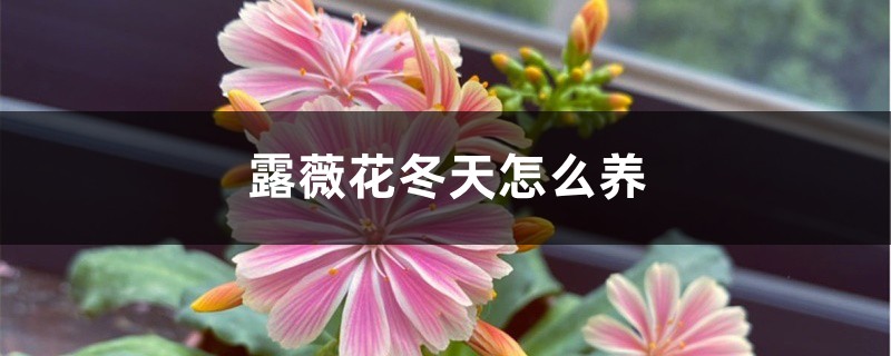 露薇花冬天怎么养 露薇花冬天怎么养