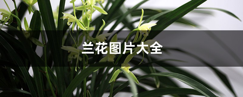 兰花图片大全 兰花图片大全