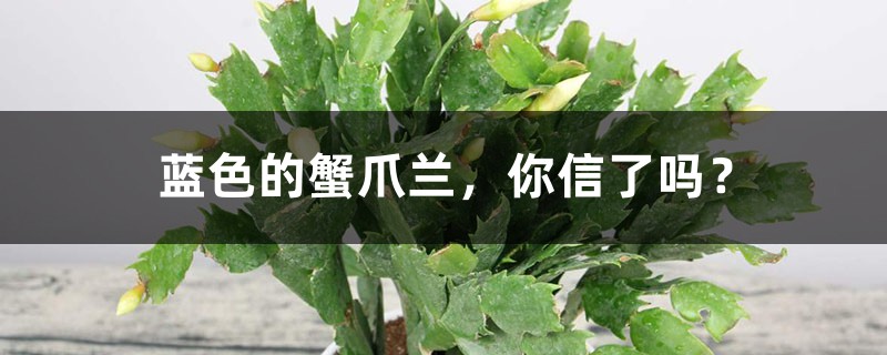 蓝色的蟹爪兰,你信了吗? 蓝色的蟹爪兰,你信了吗?