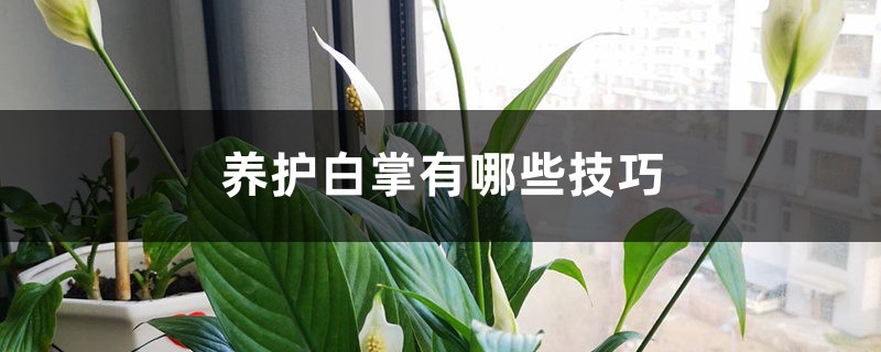 养护白掌有哪些技巧 养护白掌有哪些技巧