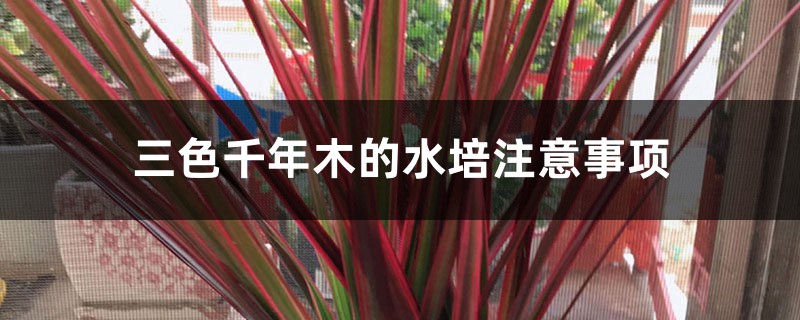 三色千年木的水培注意事项 三色千年木的水培注意事项