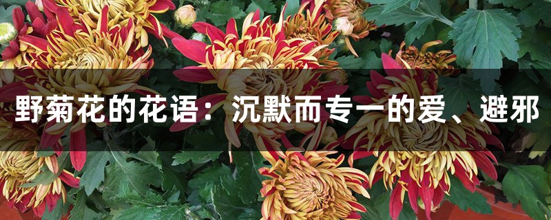 野菊花的花语:沉默而专一的爱、避邪 野菊花的花语:沉默而专一的爱、避邪