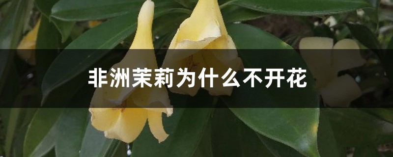 非洲茉莉为什么不开花 非洲茉莉为什么不开花