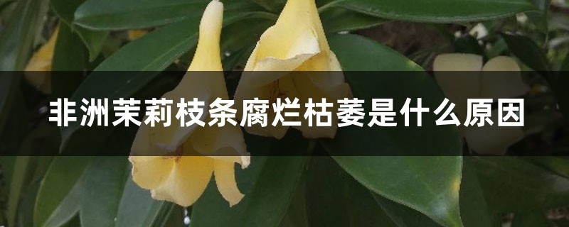 非洲茉莉枝条腐烂枯萎是什么原因 非洲茉莉枝条腐烂枯萎是什么原因