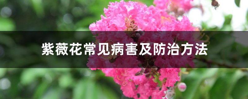 紫薇花常见病害及防治方法 紫薇花常见病害及防治方法