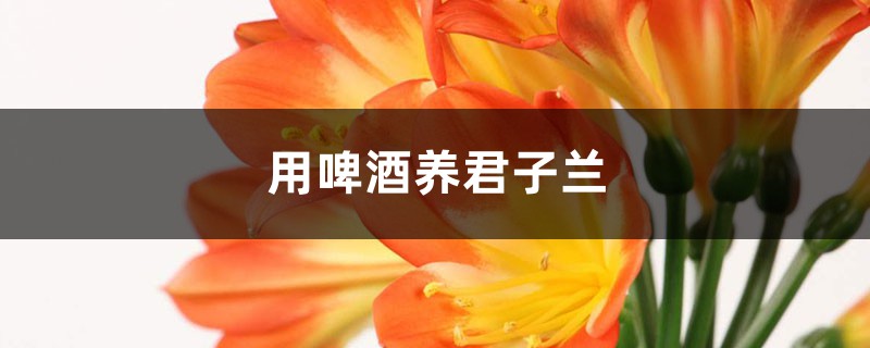 用啤酒养君子兰 用啤酒养君子兰