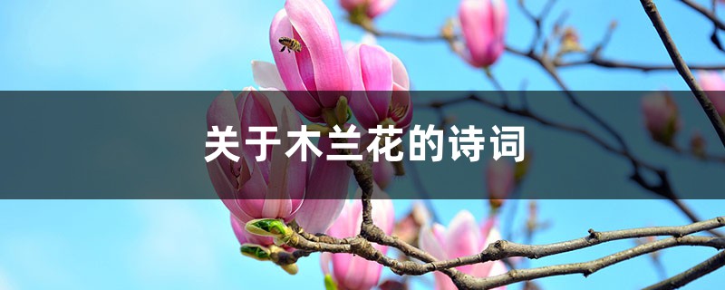 关于木兰花的诗词 关于木兰花的诗词