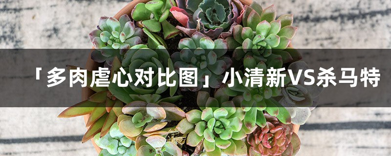 「多肉虐心对比图」小清新VS杀马特 「多肉虐心对比图」小清新VS杀马特