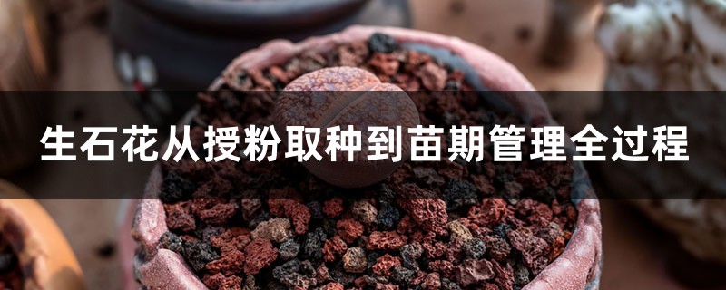生石花从授粉取种到苗期管理全过程 生石花从授粉取种到苗期管理全过程