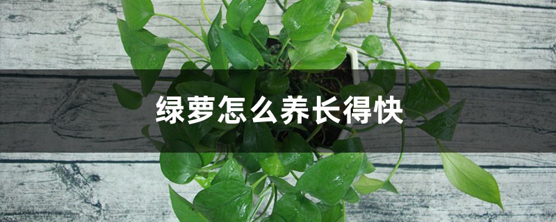 绿萝怎么养长得快 绿萝怎么养长得快