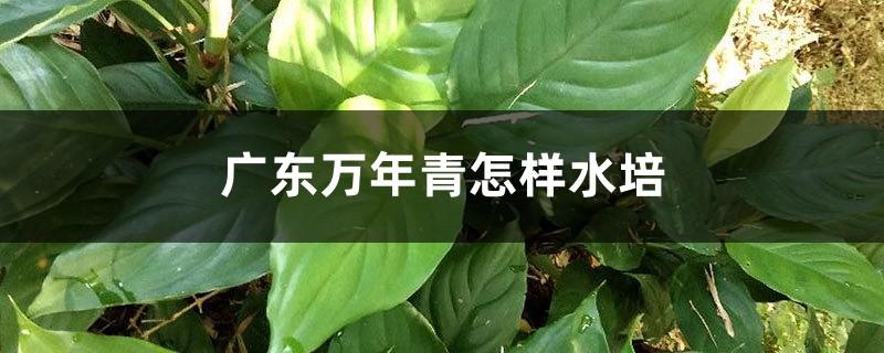 广东万年青怎样水培 广东万年青怎样水培