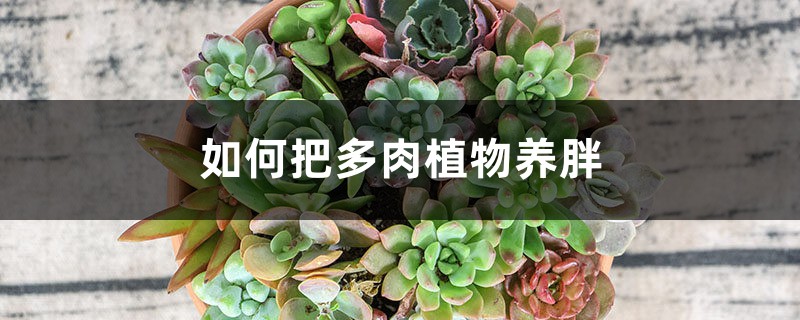 如何把多肉植物养胖 如何把多肉植物养胖