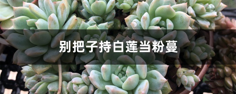别把子持白莲当粉蔓 别把子持白莲当粉蔓