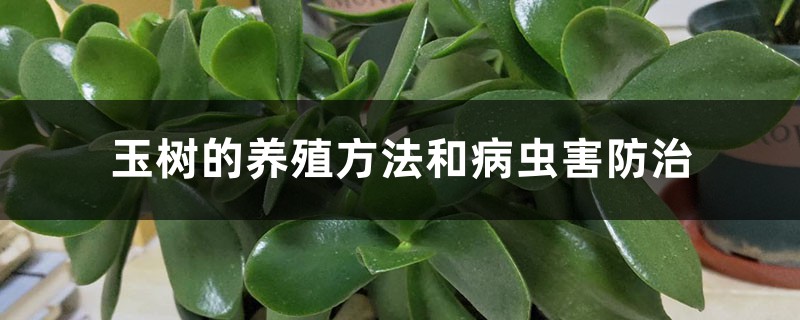 玉树的养殖方法和病虫害防治 玉树的养殖方法和病虫害防治