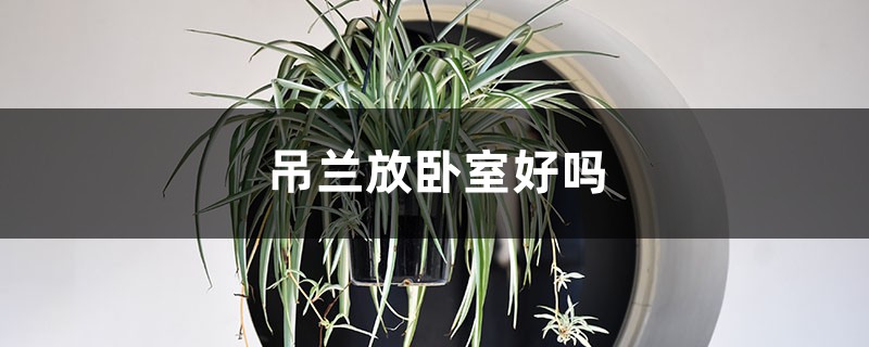 吊兰放卧室好吗 吊兰放卧室好吗