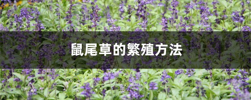 鼠尾草的繁殖方法 鼠尾草的繁殖方法