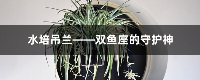 水培吊兰——双鱼座的守护神 水培吊兰——双鱼座的守护神