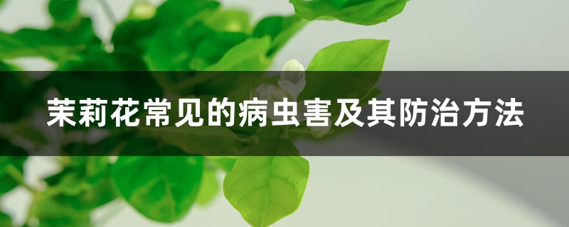 茉莉花常见的病虫害及其防治方法 茉莉花常见的病虫害及其防治方法