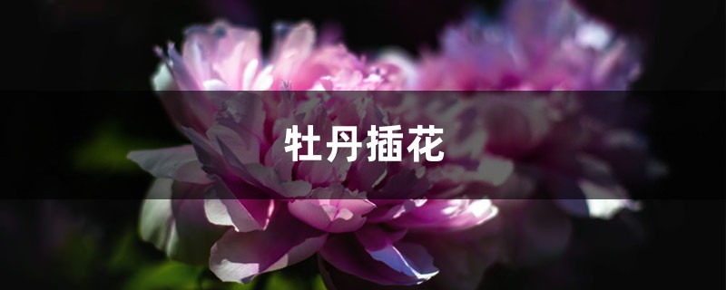 牡丹插花 牡丹插花