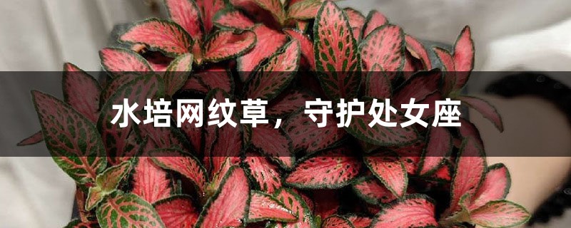 水培网纹草,守护处女座 水培网纹草,守护处女座