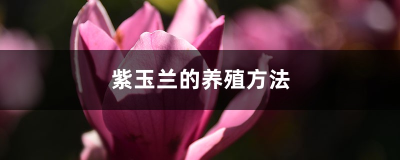 紫玉兰的养殖方法 紫玉兰的养殖方法