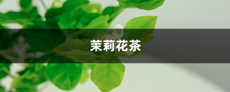 茉莉花茶 茉莉花茶