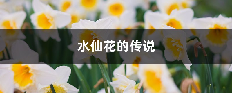 水仙花的传说 水仙花的传说