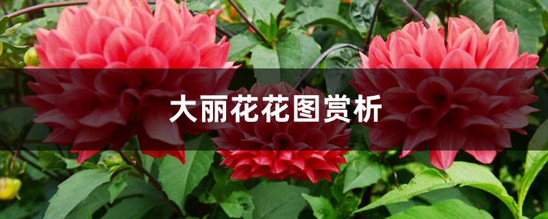 大丽花花图赏析 大丽花花图赏析