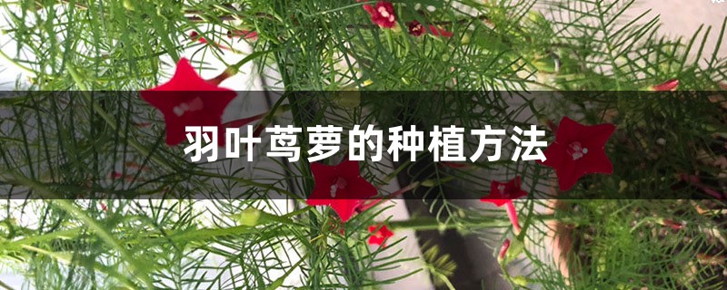 羽叶茑萝的种植方法 羽叶茑萝的种植方法