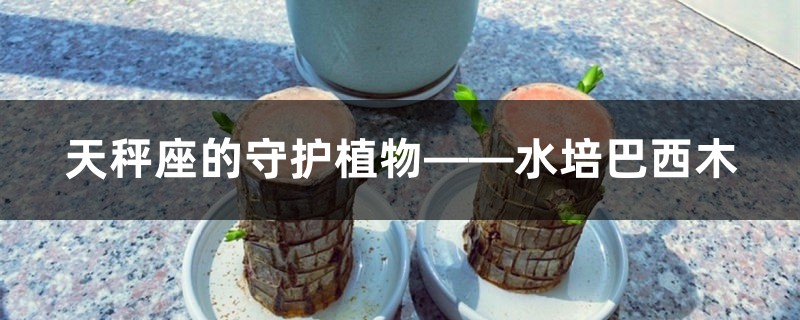 天秤座的守护植物——水培巴西木 天秤座的守护植物——水培巴西木