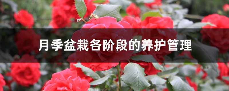 月季盆栽各阶段的养护管理 月季盆栽各阶段的养护管理