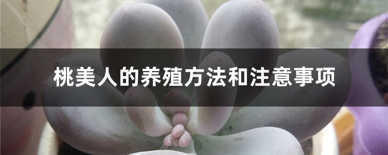 桃美人的养殖方法和注意事项 桃美人的养殖方法和注意事项
