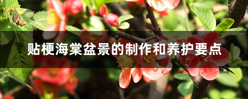 贴梗海棠盆景的制作和养护要点 贴梗海棠盆景的制作和养护要点