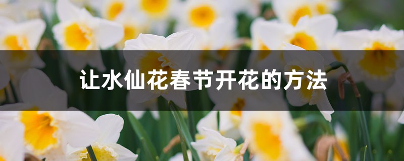 让水仙花春节开花的方法 让水仙花春节开花的方法