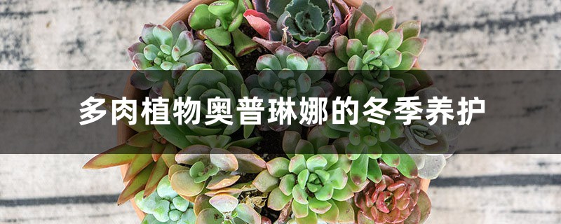 多肉植物奥普琳娜的冬季养护 多肉植物奥普琳娜的冬季养护