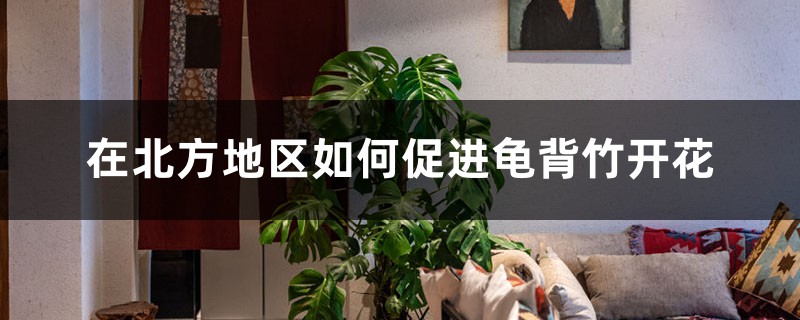 在北方地区如何促进龟背竹开花 在北方地区如何促进龟背竹开花