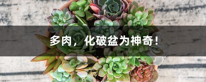 多肉,化破盆为神奇! 多肉,化破盆为神奇!