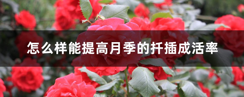 怎么样能提高月季的扦插成活率