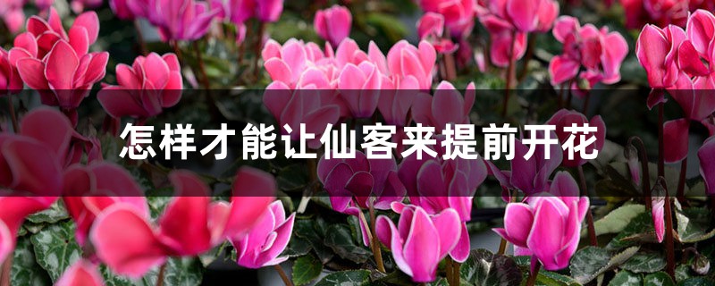 怎样才能让仙客来提前开花 怎样才能让仙客来提前开花