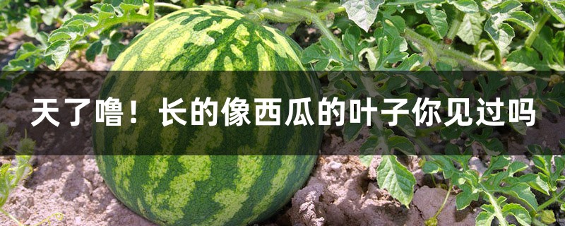 天了噜!长的像西瓜的叶子你见过吗 天了噜!长的像西瓜的叶子你见过吗