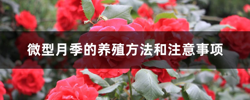 微型月季的养殖方法和注意事项 微型月季的养殖方法和注意事项