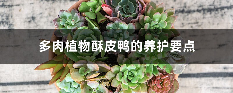 多肉植物酥皮鸭的养护要点 多肉植物酥皮鸭的养护要点