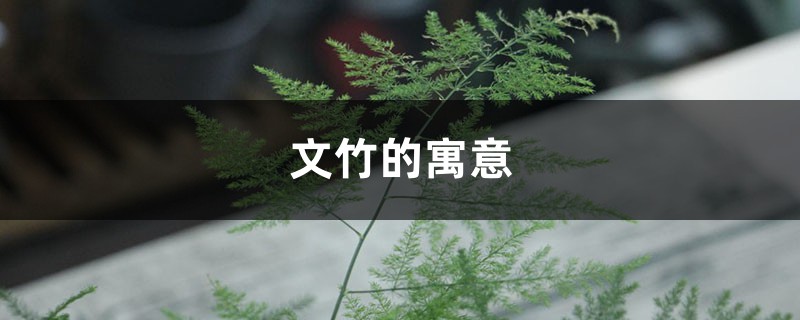 文竹的寓意 文竹的寓意