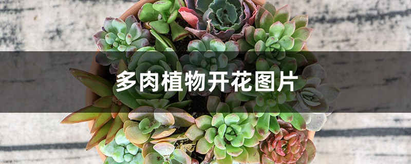 多肉植物开花图片 多肉植物开花图片
