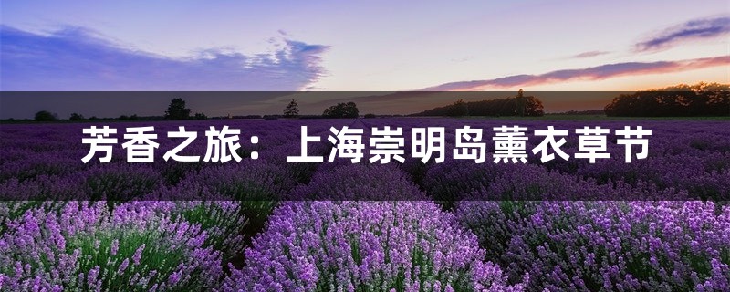 芳香之旅:上海崇明岛薰衣草节 芳香之旅:上海崇明岛薰衣草节