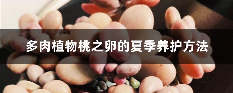 多肉植物桃之卵的夏季养护方法 多肉植物桃之卵的夏季养护方法