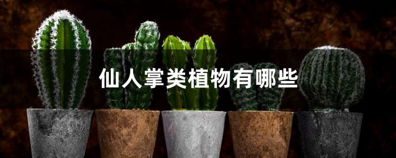 仙人掌类植物有哪些 仙人掌类植物有哪些
