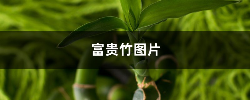 富贵竹图片 富贵竹图片